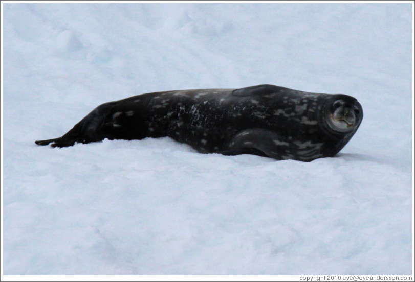 Weddell Seal lying in the snow.