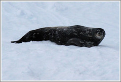 Weddell Seal lying in the snow.