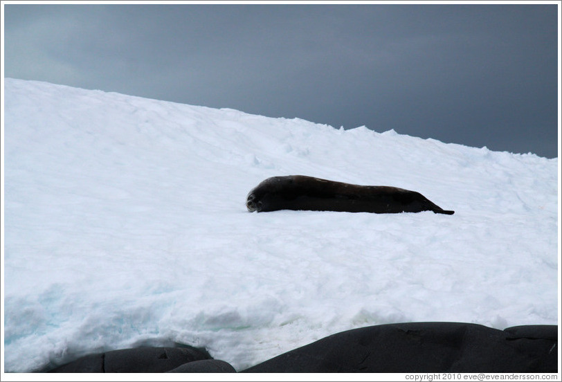 Weddell Seal lying in the snow.