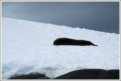 Weddell Seal lying in the snow.