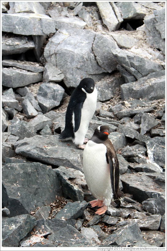 One Ad?e Penguin and one Gentoo Penguin.