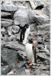 One Ad?e Penguin and one Gentoo Penguin.