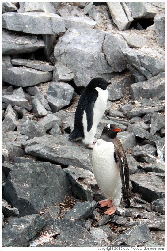 One Ad?e Penguin and one Gentoo Penguin.