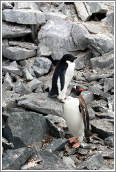 One Ad?e Penguin and one Gentoo Penguin.
