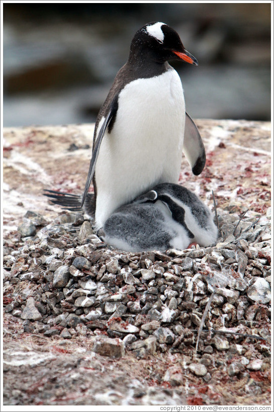 Parent Gentoo Penguin warming babies in rock nest.