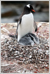 Parent Gentoo Penguin warming babies in rock nest.