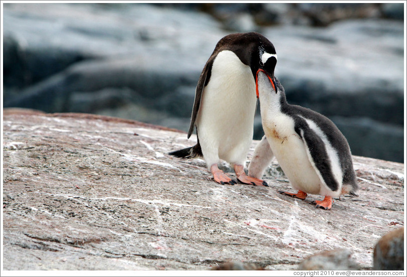 Parent Gentoo Penguin feeding baby.