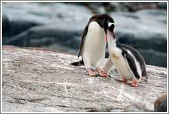 Parent Gentoo Penguin feeding baby.