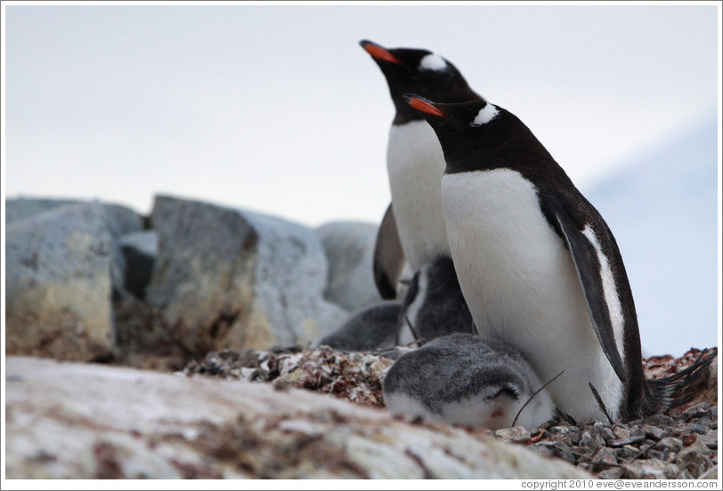 Parent Gentoo Penguins warming babies in rock nests.