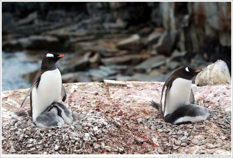 Parent Gentoo Penguins warming babies in rock nests.