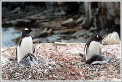 Parent Gentoo Penguins warming babies in rock nests.