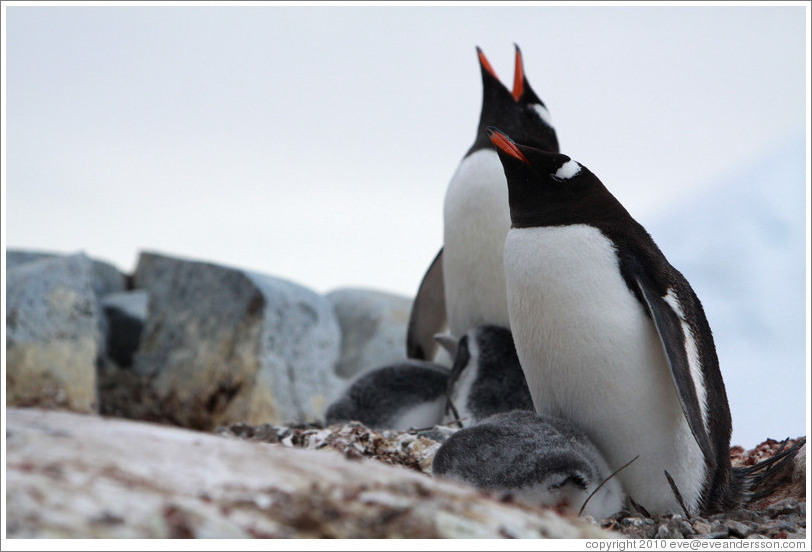 Parent Gentoo Penguins warming babies in rock nests.