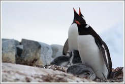 Parent Gentoo Penguins warming babies in rock nests.