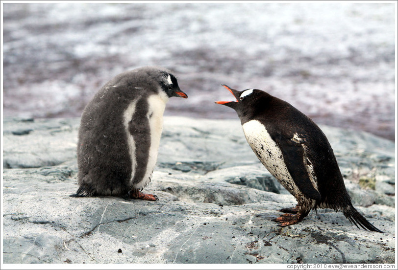 Child and parent Gentoo Penguins.