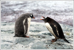 Child and parent Gentoo Penguins.