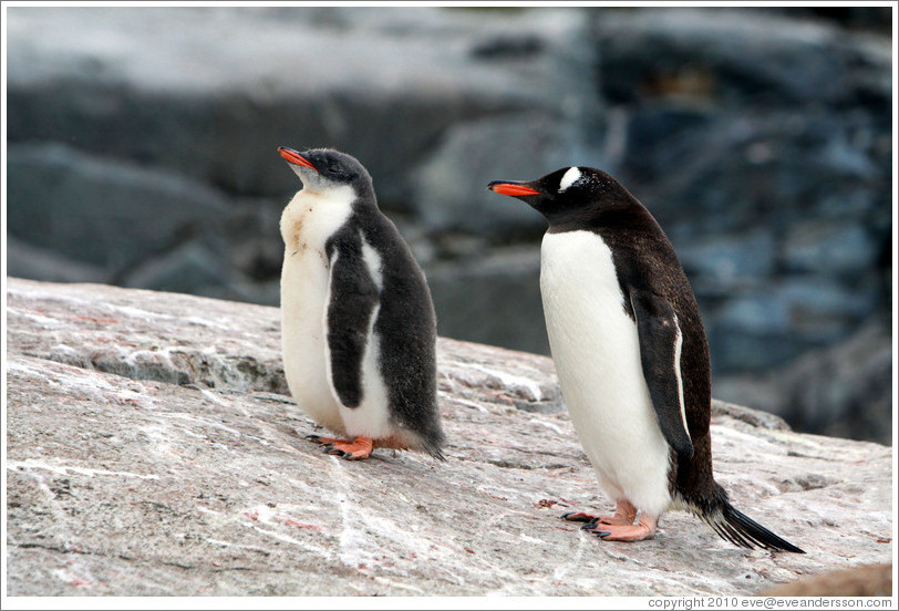 Child and parent Gentoo Penguins.