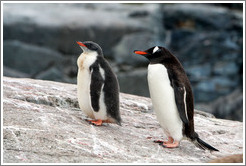 Child and parent Gentoo Penguins.
