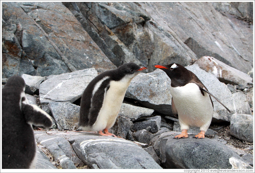 Child and parent Gentoo Penguins.