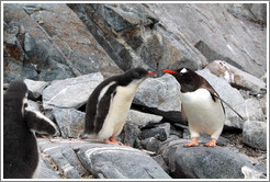 Child and parent Gentoo Penguins.