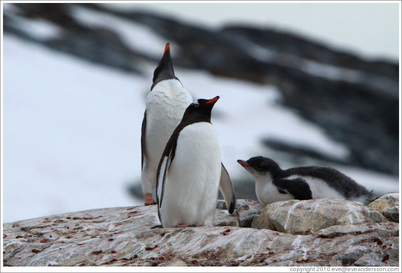 Parent and child Gentoo Penguins.