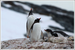 Parent and child Gentoo Penguins.