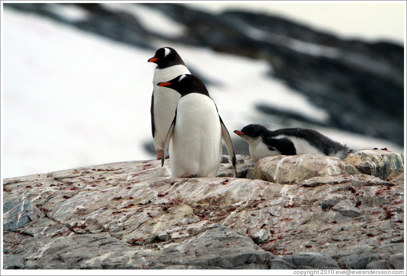 Parent and child Gentoo Penguins.