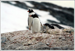 Parent and child Gentoo Penguins.