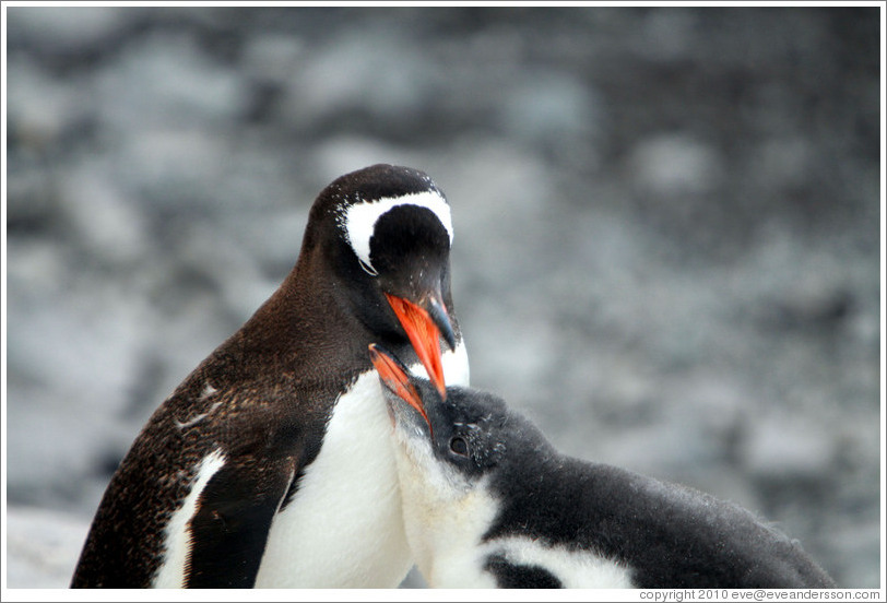 Parent and child Gentoo Penguins.