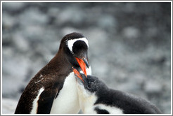 Parent and child Gentoo Penguins.