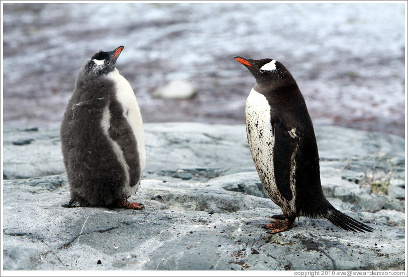 Child and parent Gentoo Penguins.