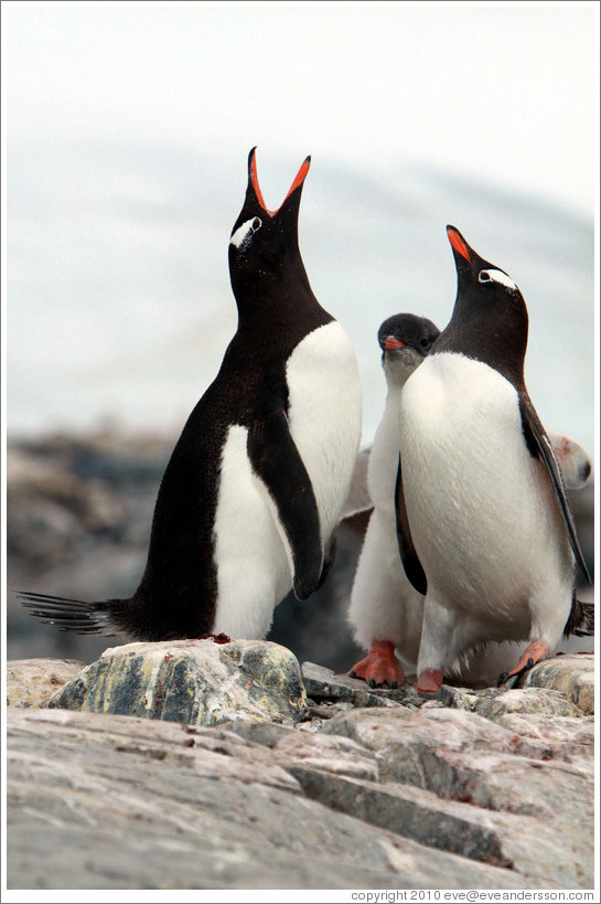 Gentoo Penguins, one calling.