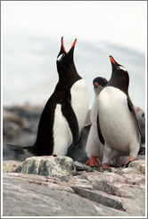 Gentoo Penguins, one calling.