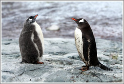 Child and parent Gentoo Penguins.