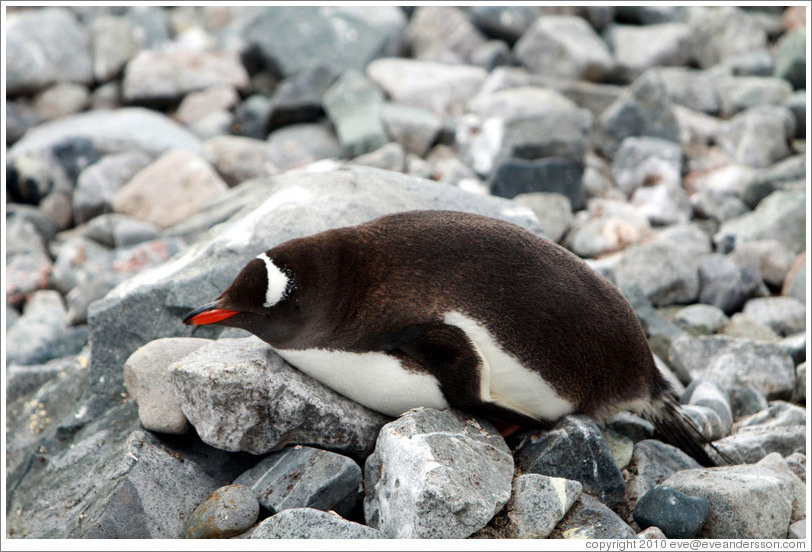 Gentoo Penguin resting on rocks.