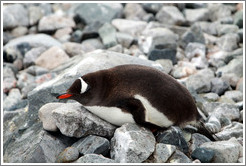 Gentoo Penguin resting on rocks.