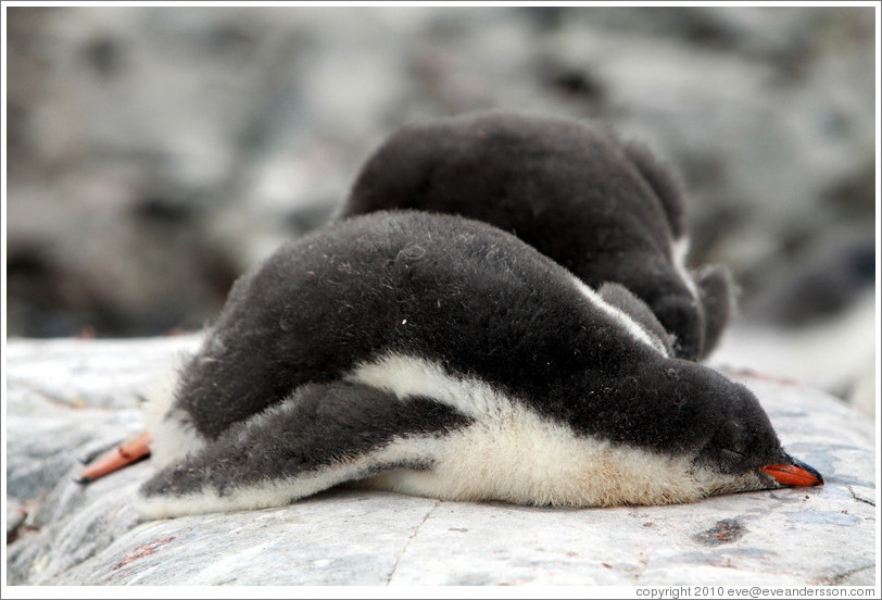 Baby Gentoo Penguins sleeping.