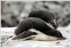 Baby Gentoo Penguins sleeping.