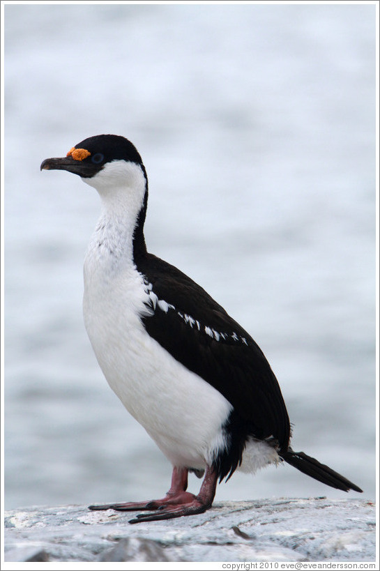 Cormorant.