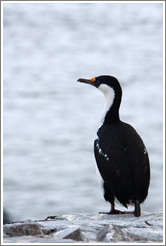 Cormorant.