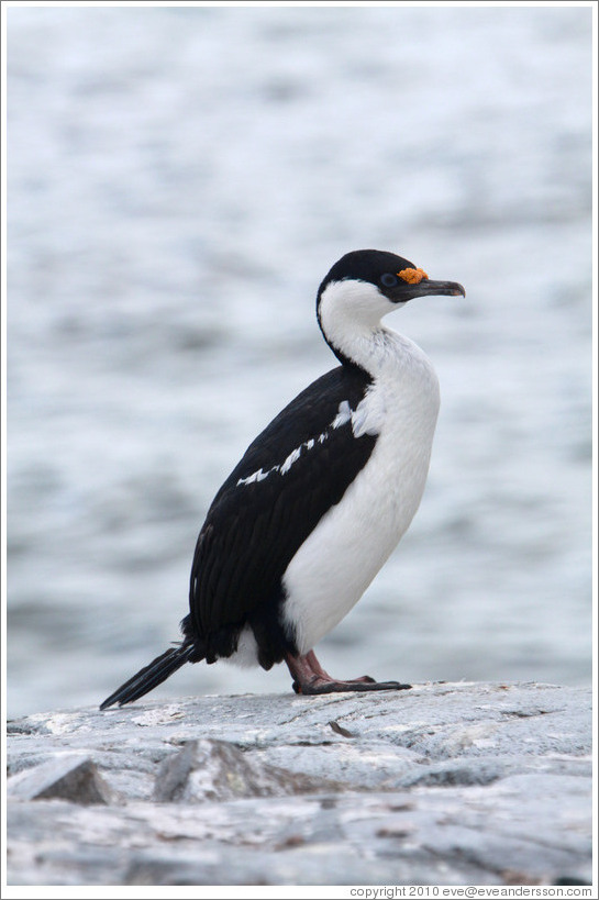 Cormorant.