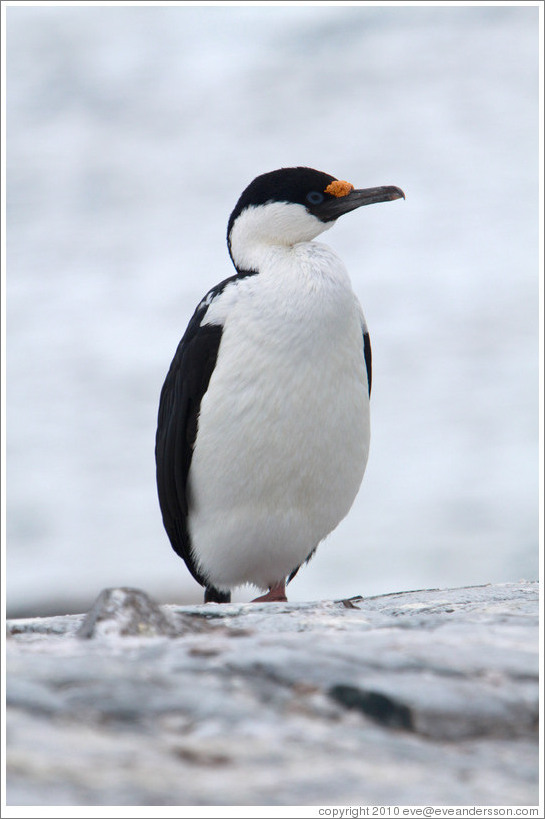 Cormorant.