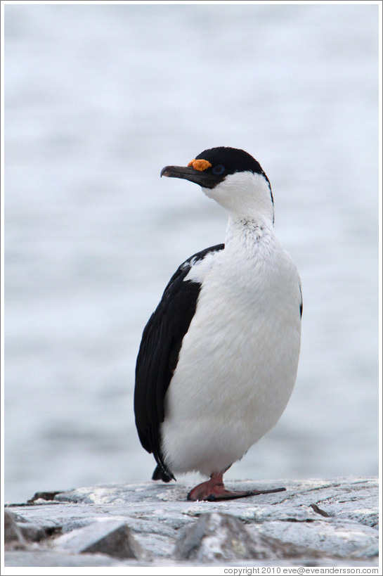 Cormorant.