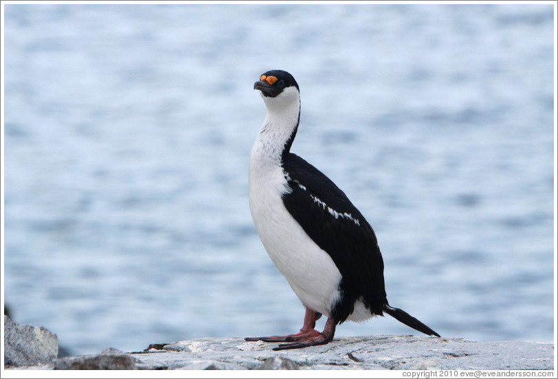 Cormorant.