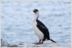 Cormorant.