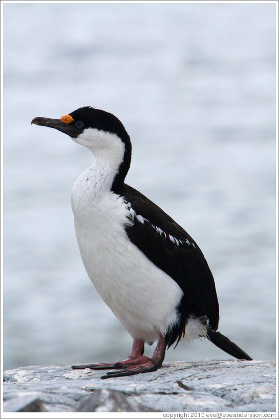 Cormorant.