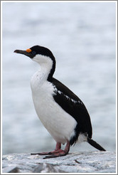 Cormorant.