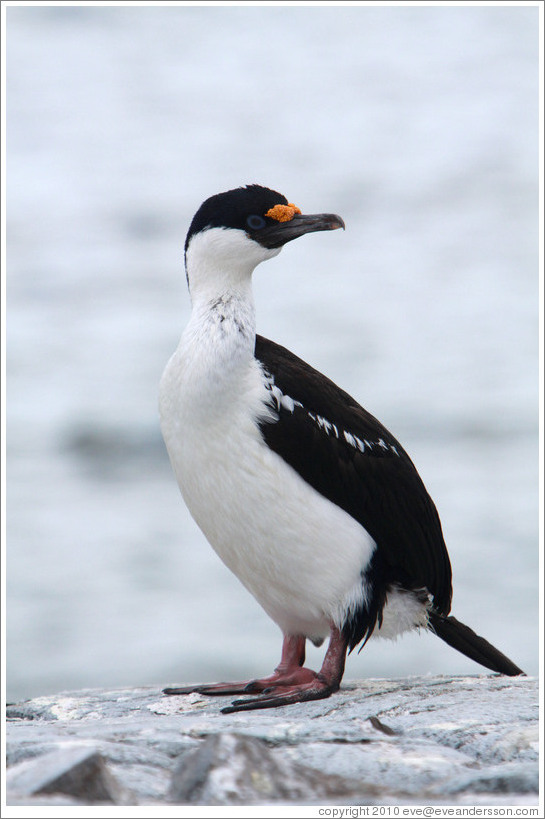 Cormorant.