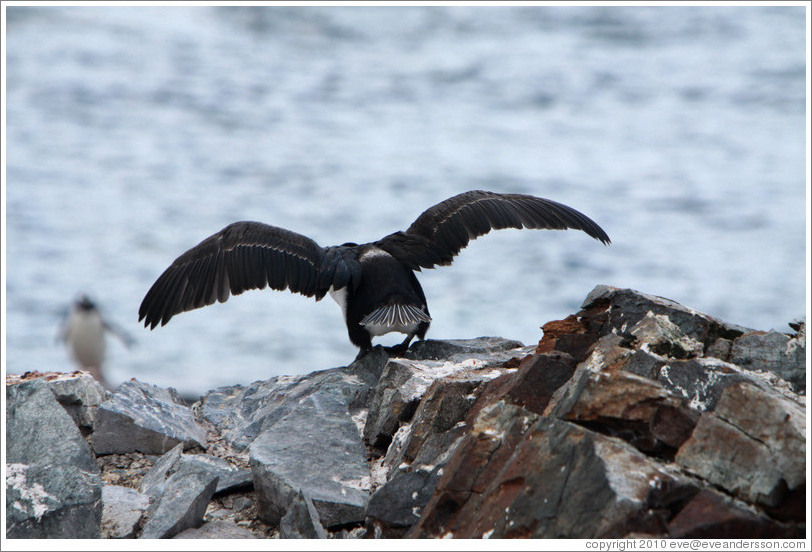 Cormorant taking off.