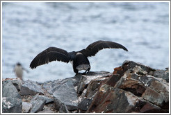 Cormorant taking off.