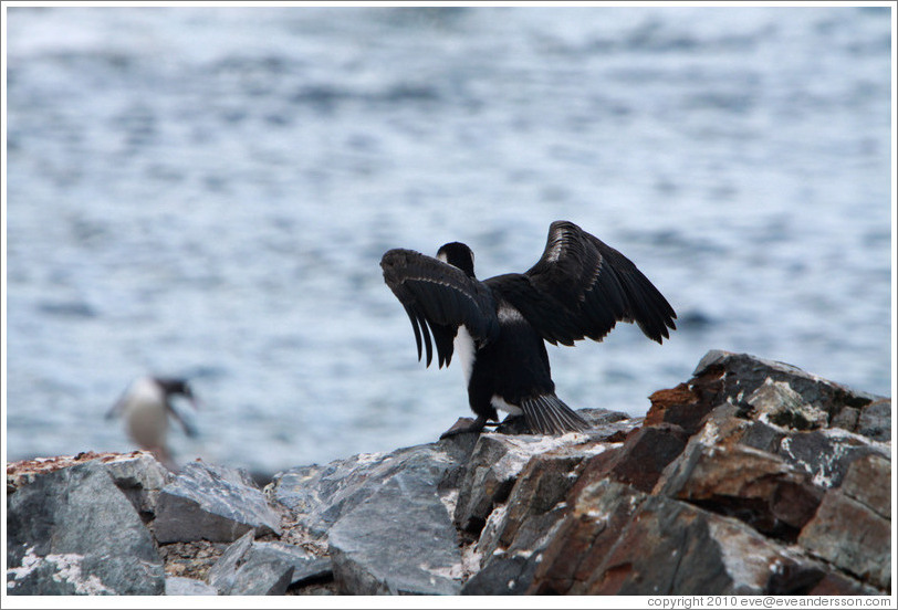 Cormorant taking off.
